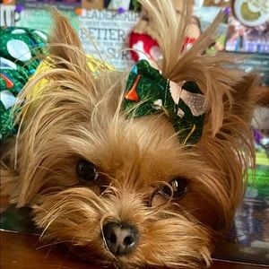 Meet your Posher, Hazel